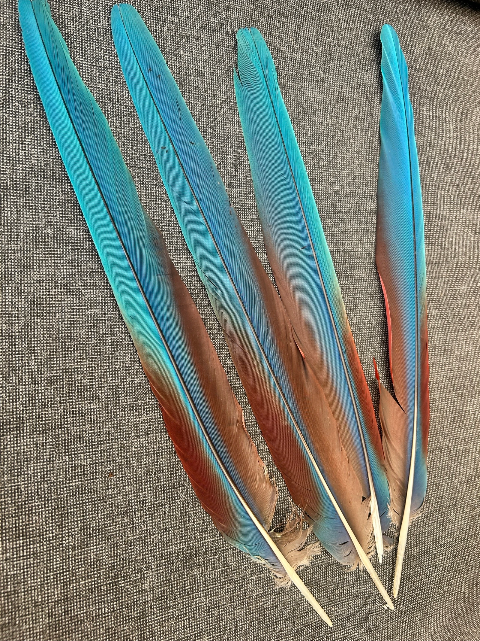 Plumas naturales de la cabecera – photo 2